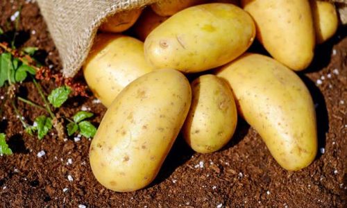 Batatinhapotatoes-1585075_1920