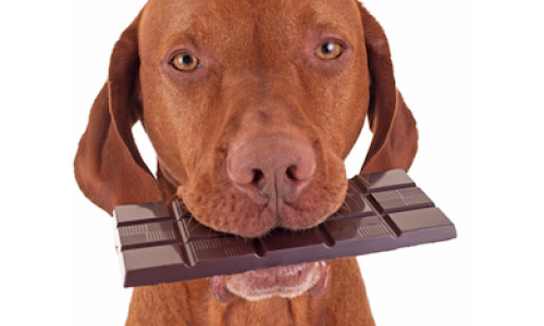 Chocolate-pode-causar-intoxicacao-nos-pets1