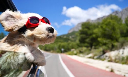 Dog-in-convertible-car-on-vacation-wide-i