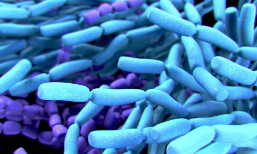 FirmicutesOuBacteroidetes