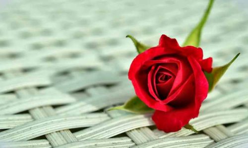 Incomodados-rose-812765