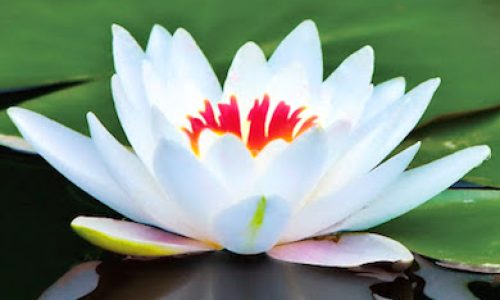 LotusFlowerWhite