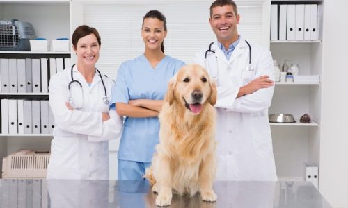 MedicinaVeterinaria