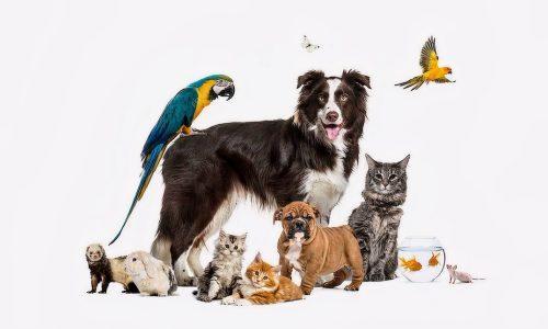 Melhor Amigo grupo-de-animais-de-estimacao-posando-em-torno-de-um-border-collie-cachorro-gato-furao-coelho-passaro-peixe-roedor_191971-22249