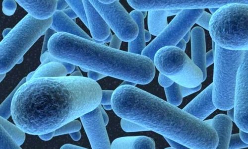 bacteria-1g