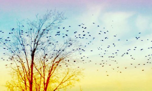 flying_to_dream_land_by_pinkparis1233