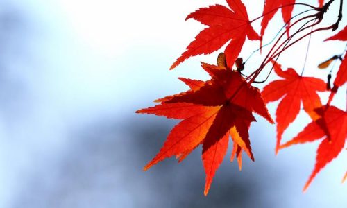 leaves_red_maple_branch_sky_autumn_nature_ultra_3840x2160_hd-wallpaper-81019