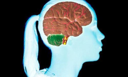 neurologia explica