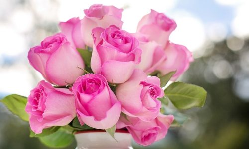 pink-roses-2191636_1280 editado