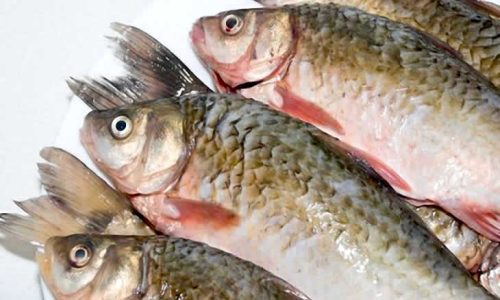 poisson-mekin1