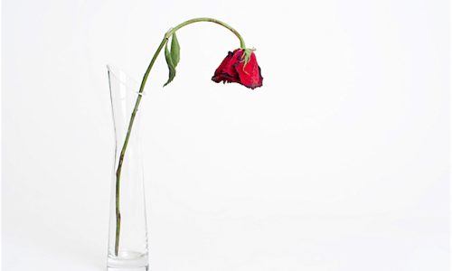 rosa 2