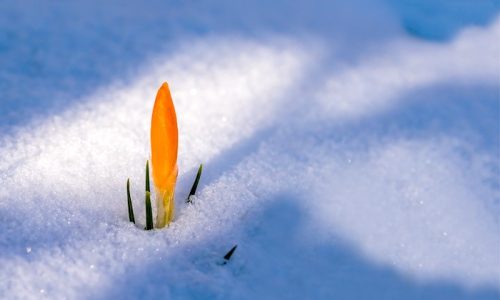 spring-awakening-3132112_1920
