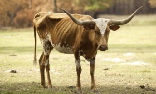 vaca